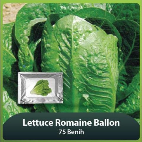 

Terbaru Laris!, Selada /Lettuce Romaine Ballon 150 Benih Boom Sale