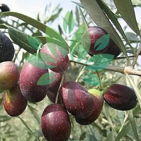 Bibit Tanaman Buah Zaitun-Bibit Pohon Buah Zaitun Ka-Zaitun Asli ATZ