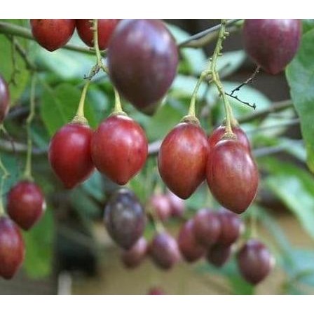 Bibit Tanaman Buah Terong Belanda 50cm ATZ