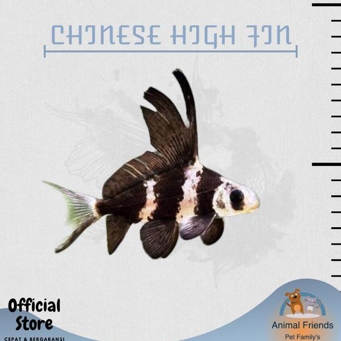 TERLARIS - IKAN HIAS CHINESE HIGH FIN / CHF