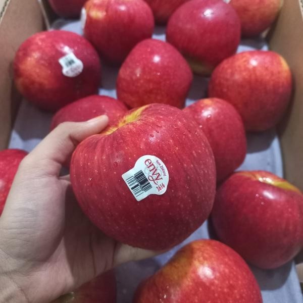 

SL APEL Envy JUMBO TERMURAH, Manis, Garing, Cocok Diet Mengurangi Lemak