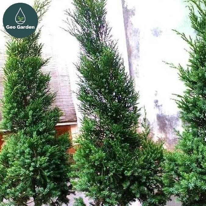 Bibit Pohon Cemara Lilin Tinggi 1 Meter- Pohon Natal - Seo