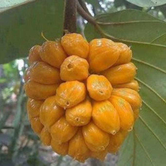 POHON bibit tanaman buah nangkadak okulasi pohon dalam pot