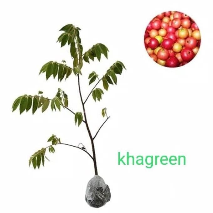 Bibit Pohon Seri Kersen - Buah Cheri Kersen - Tanaman Buah Talok