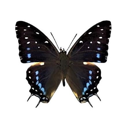 ready awetan kupu kupu/Charaxes etesipe