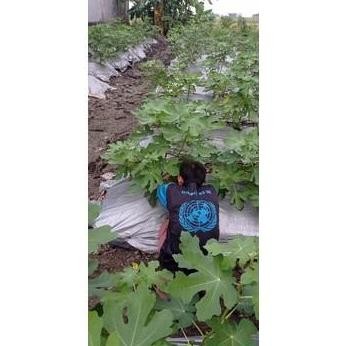 bibit cangkok kondisi sudah BERBUAH. bibit pohon buah tin ara