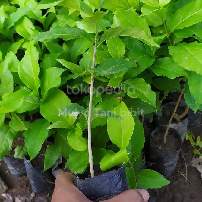 Bibit tanaman pohon buah kacang amon almond - almound unggul