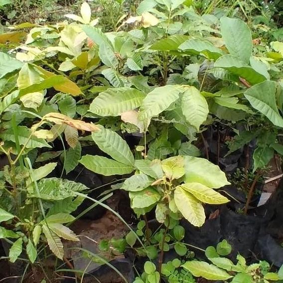 POHON Bibit matoa / Pohon matoa / Buah matoa