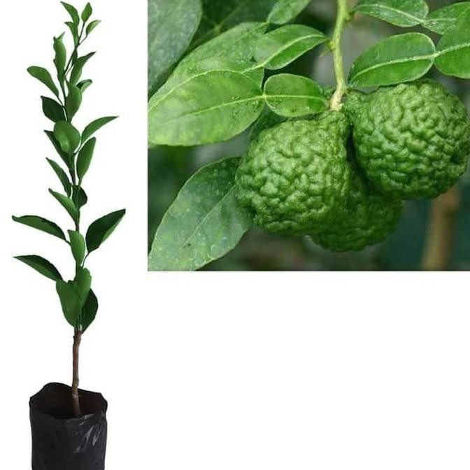 Bibit Tanaman Pohon Jeruk Purut Bibit Jeruk Purut Buah Jeruk Purut