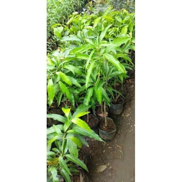 POHON BIBIT TANAMAN MANGGA IRWIN SIAP BUAH