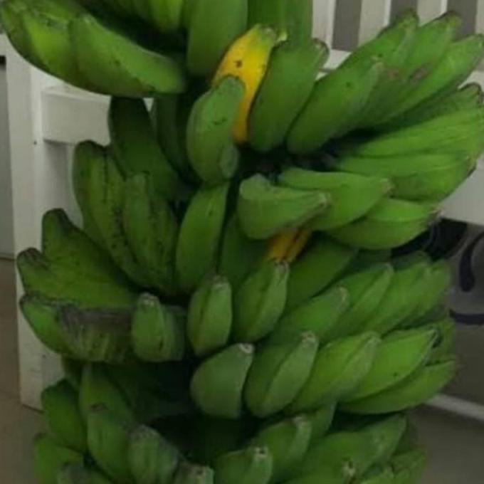 Bibit Pohon Pisang Kepok Super / Buah Pisang Kepok