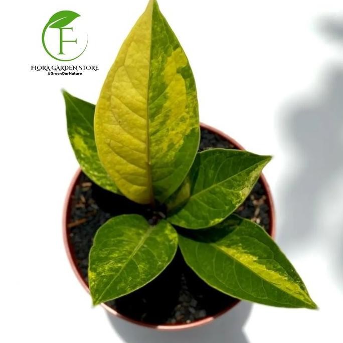 TERBARU - Tanaman Hias Anthurium Jemani Co Variegata - Anthurium Variegata