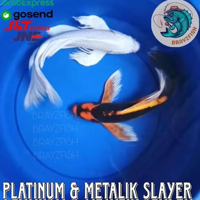 Ikan Koi Slayer Metalik Dan Platinum Kumpay Uk 15~20Cm 2 Ekor Co
