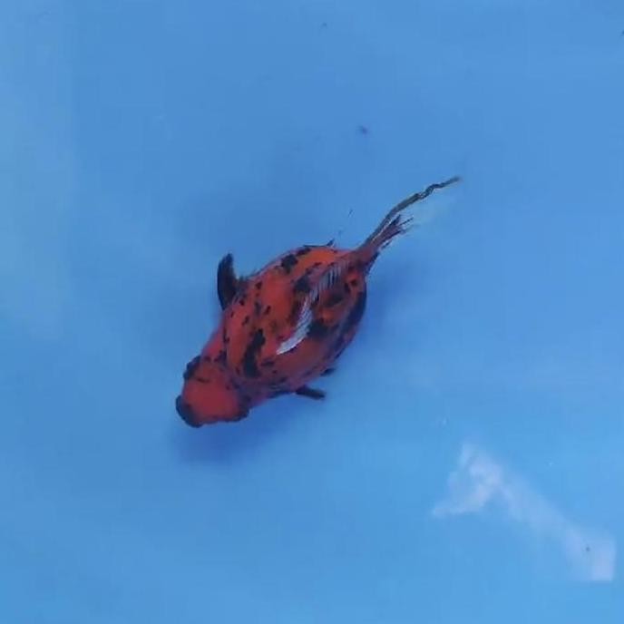 Koi Tamasaba Utsuri Size 14Cm Co