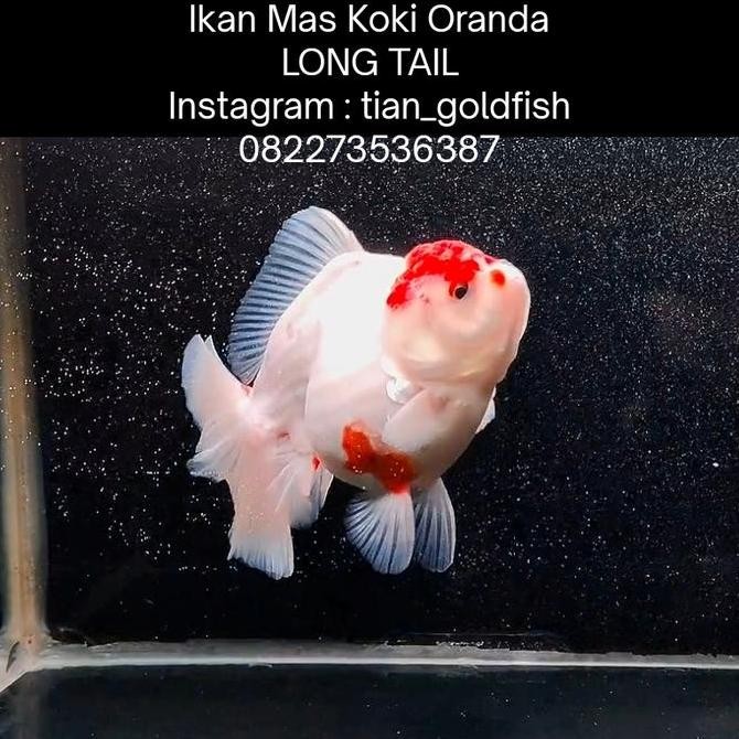 Ikan Mas Koki Oranda Long Tail / Rose Tails - Fancy High Quality Olt Fish Hias Body Suju Super Jumbo