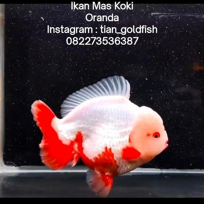 Ikan Mas Koki Oranda Short Tail - Fancy High Quality Ost Fish Hias Body Ekor Pendek Tails Suju Super