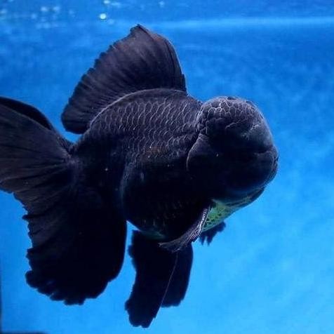 Koki Oranda Black Mamba Jumbo Size 10-12Cm Co