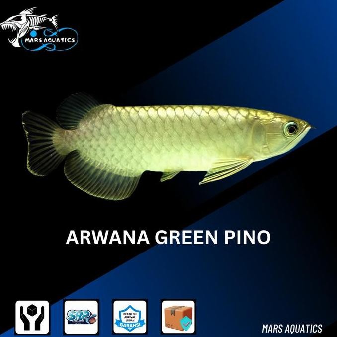 Ikan Hias Ikan Pino Arwana Green Pino Arwana Pino Size Besar Co