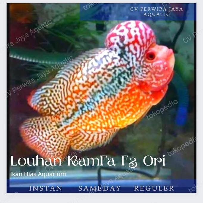 Louhan Kamfa F3 Ori Good Quality Hiasan Aquarium Co