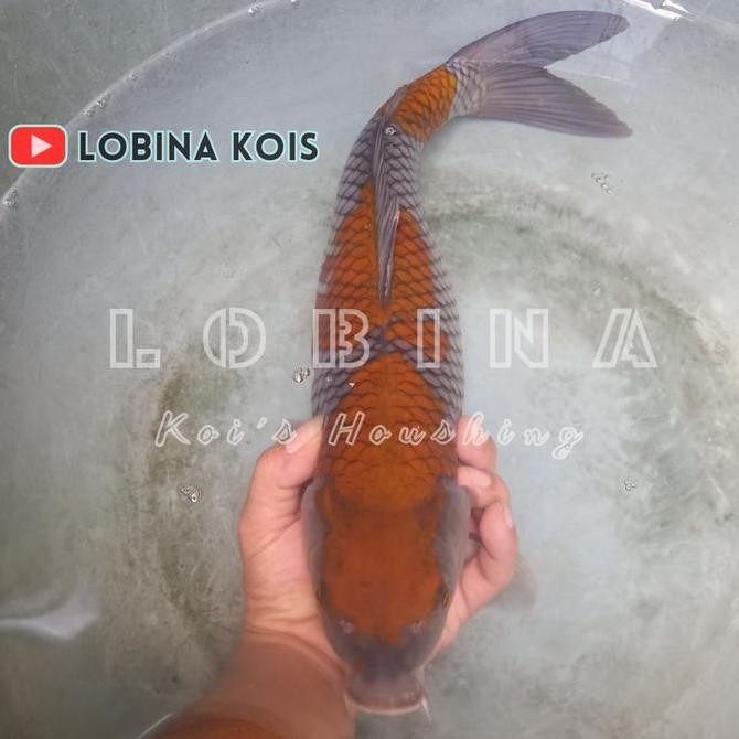 Ikan Koi Blitar Jenis Ochiba/ Ch03/ Lobina Co