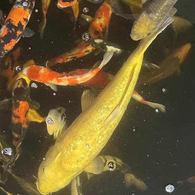 Koi Midori Ginrin 40Cm Jumbo Gold Cakep F1 Impor Co