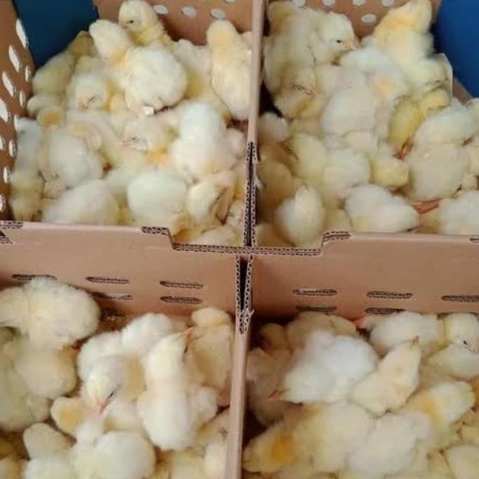 

doc ayam boiler kualitas 1 box