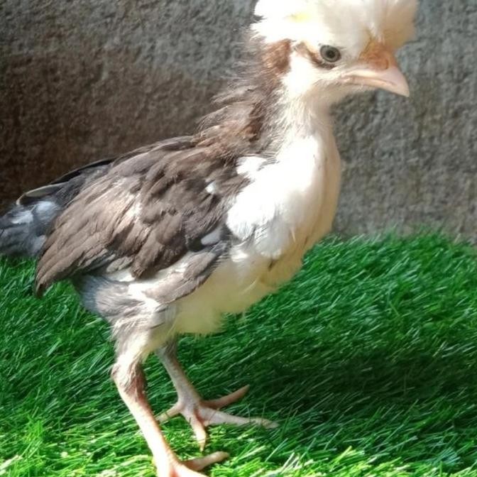 makanan harian ayam poland/pakan harian ayam hias Poland jambul (PAIL)