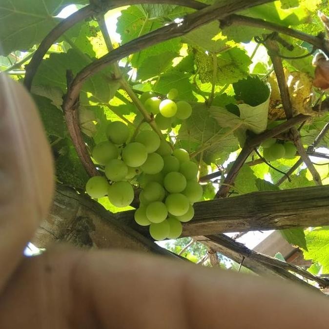 

bibit anggur isabella