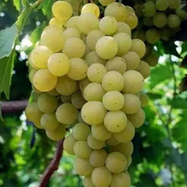 

Bibit Anggur Yellow Belgie / Anggur YB / Kediri Kuning - Anggur Hijau