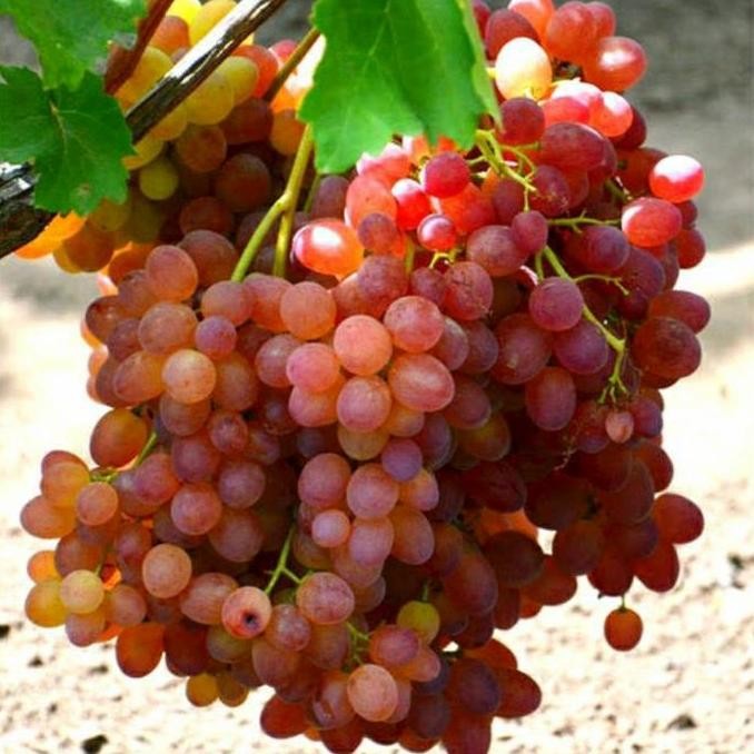 

bibit anggur veles import