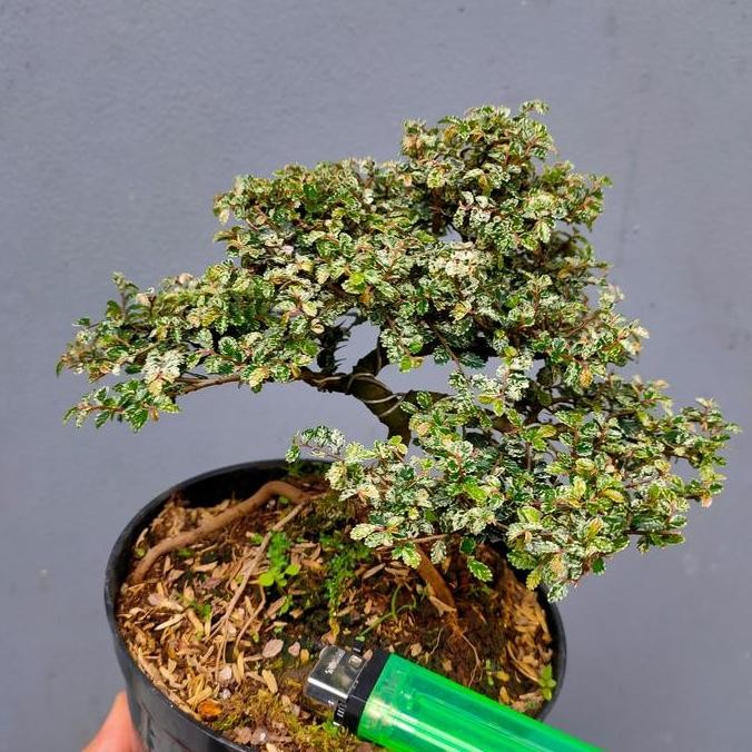 Ready Bonsai Ulmus Variegata Super Micro Sudah Jadi Siap Pajang