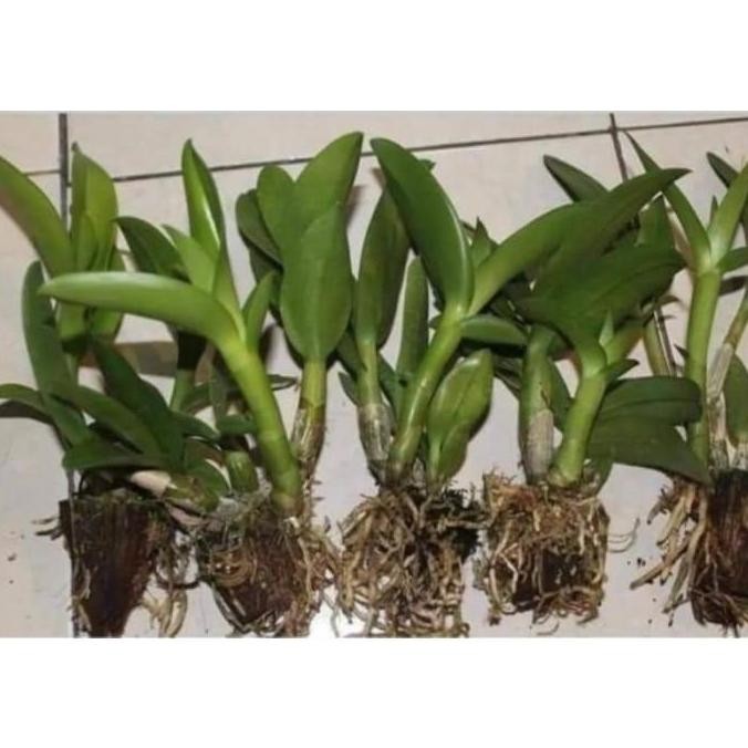Ready ( KNOP / SPIKE ) anggrek dendrobium hibiki dewasa