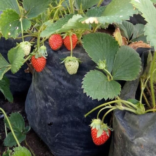 

Ready Tanaman strawberry