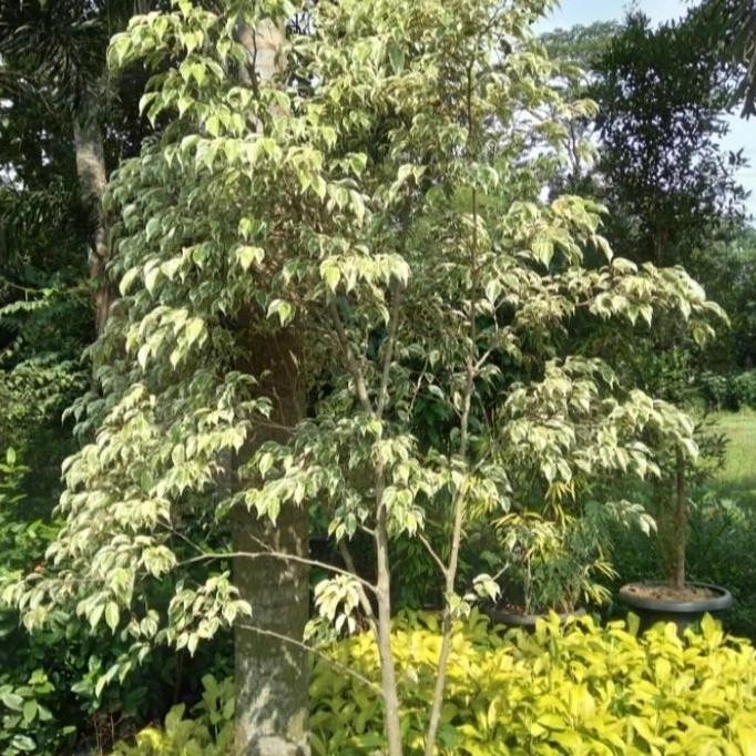 Ready jual pohon beringin putih varigata tinggi 2m