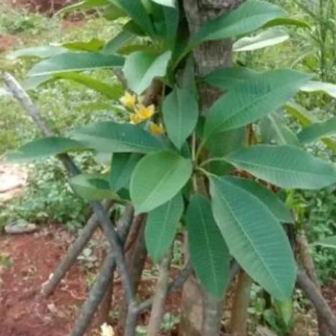 Ready Bibit stek kamboja bali bunga kuning,pohon bunga kamboja