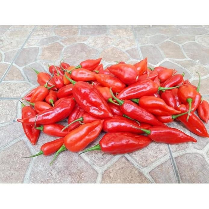

Ready Biji Cabe Habanero Pepper Lantern isi 150 butir