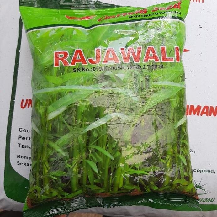 Ready Benih Kangkung 1kg