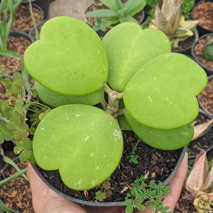 Ready hoya kerrii love cluster