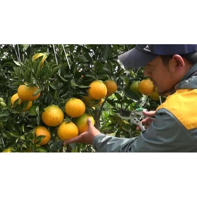 

Bibit Jeruk Dekopon Tanpa Biji / Tanaman Pohon Buah Dekopon BISA COD