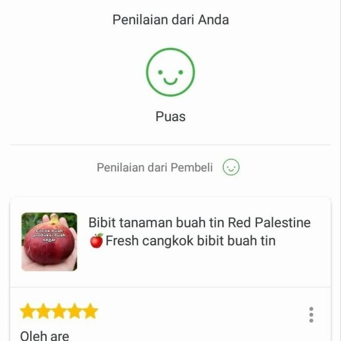 bibit pohon tin kuning jumbo LDA fresh cangkok - bibit buah BISA COD