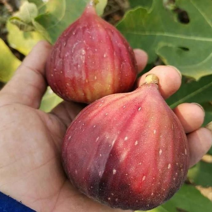 bibit pohon buah tin Blue Giant cangkok tin buah jumbo BISA COD