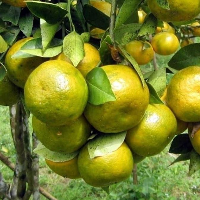 

POHON Bibit tanaman buah jeruk keprok siem pontianak sudah berbuah BISA COD