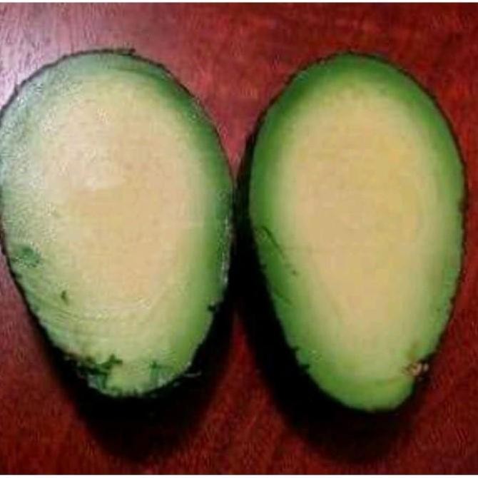 POHON bibit tanaman buah apukat tanpa biji okulasi pohon di BISA COD