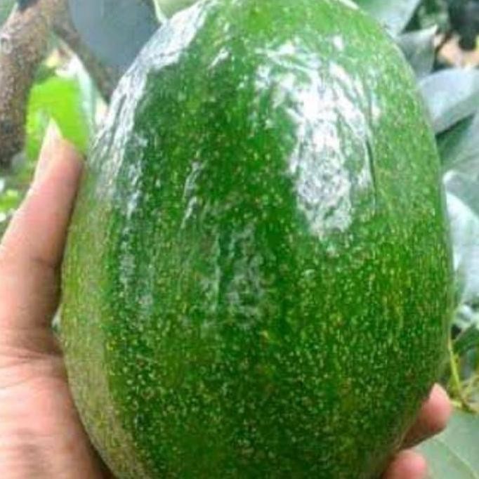 bibit tanaman buah apukat tanpa biji okulasi pohon di dalam pot BISA COD
