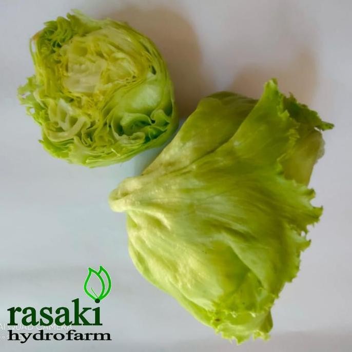

HEAD LETTUCE SELADA KEBAB ORGANIK ORIGINAL DAN TERPERCAYA