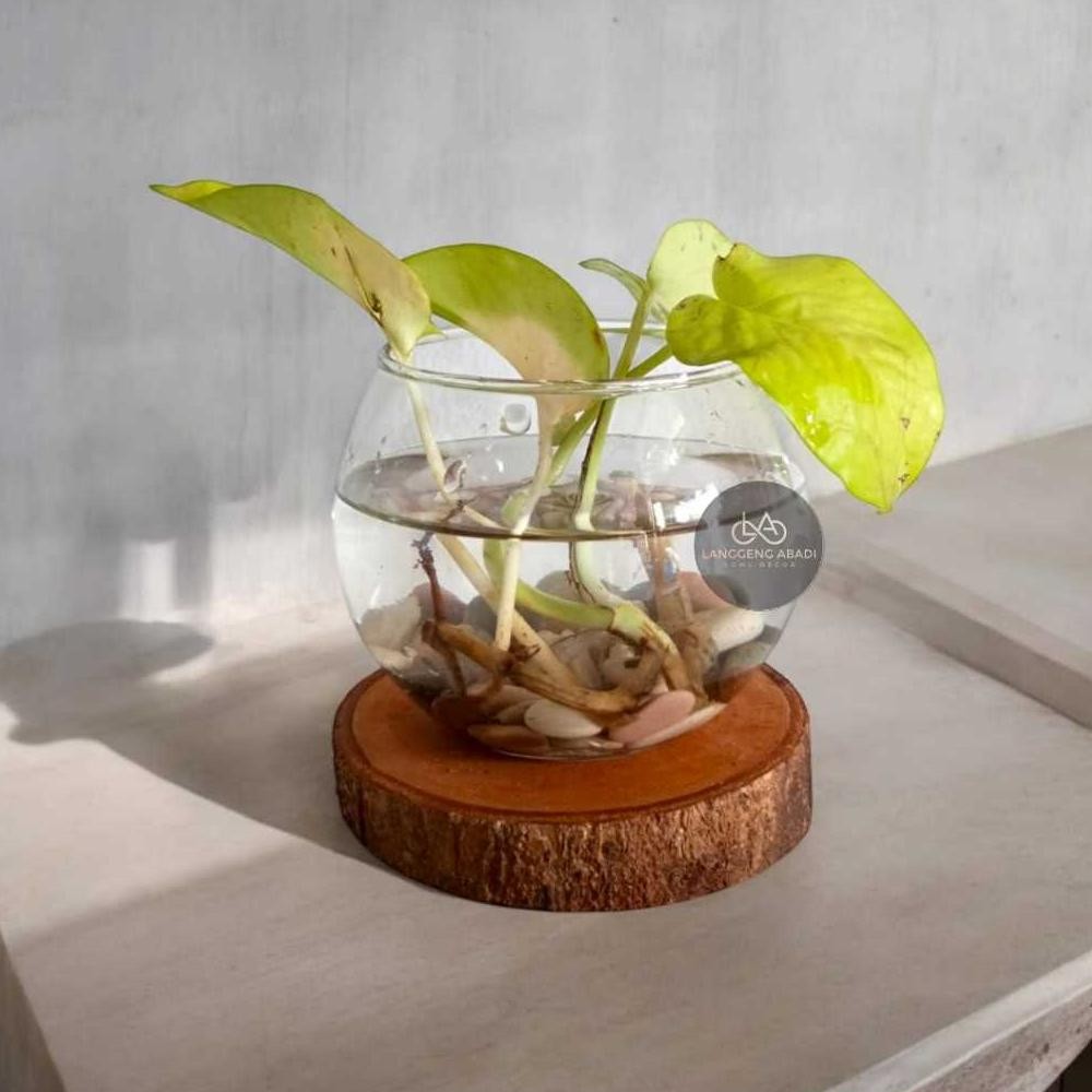 Vas Kaca Bulat Mangkuk | Vas Kaca Estetik | Vas Kaca | Vas Kaca Bunga Nugi