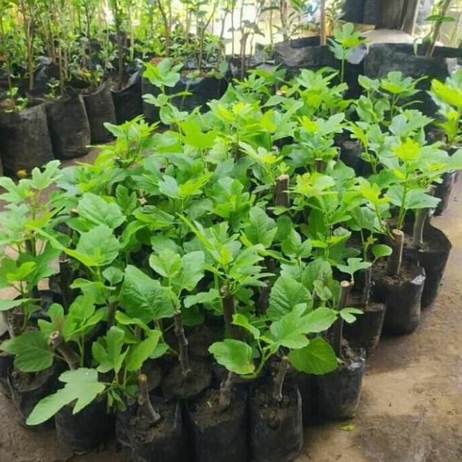 Bibit Buah Tin Green Jordan Okulasi Cepat Berbuah | Pohon Tin SEGAR BISA COD
