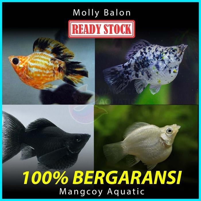 AL Ikan Molly Balon / Platy Balon / Moly Balon - Ikan Hias Aquascape