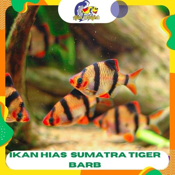 AL Sumatera / Sumatra Tiger Barb / Ikan Hias Aquascape