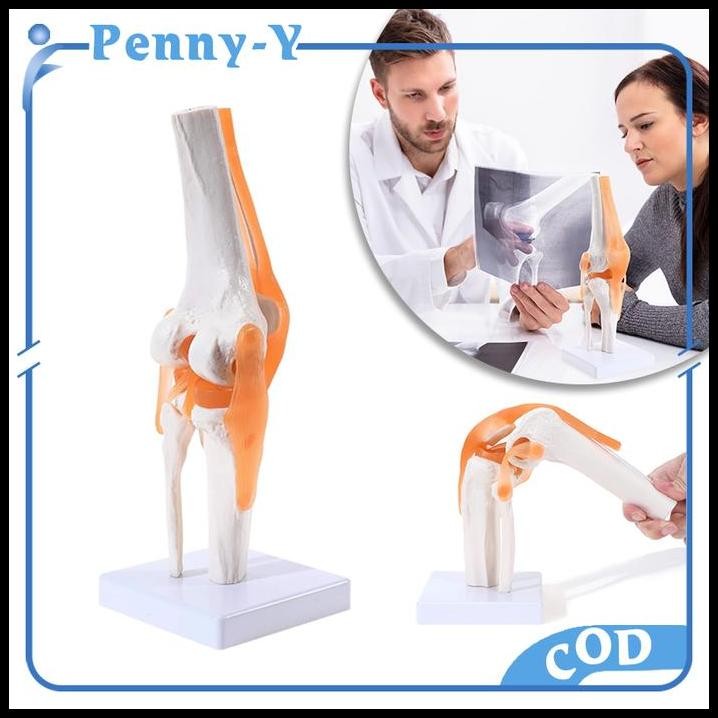 Knee Joint Model Flexible Model Anatomi Sendi Lutut Manusia
